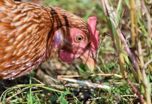 poule qui mange du gazon