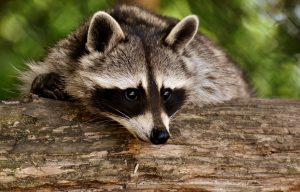 Tous les animaux domestiques ont-ils un jour été sauvages ?