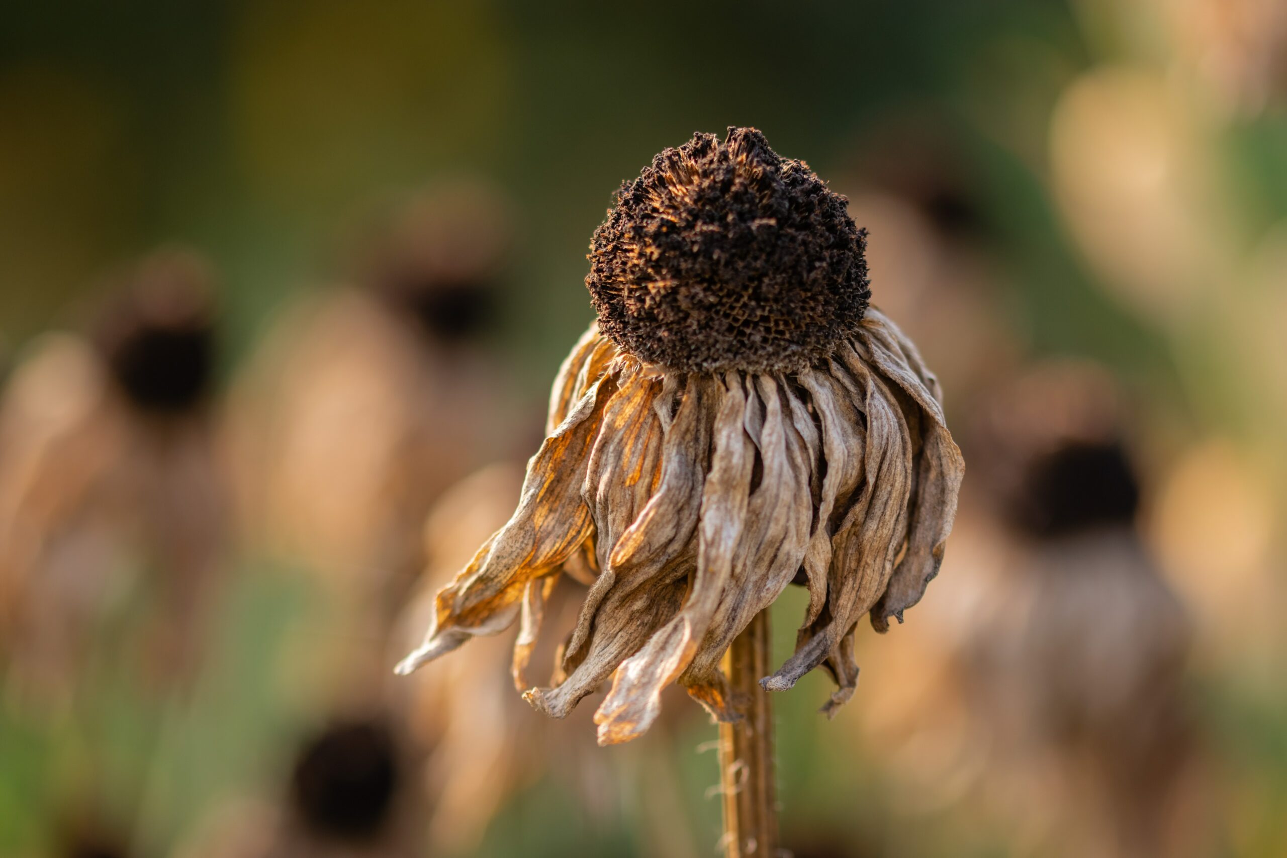 Fleur sèche et fanée