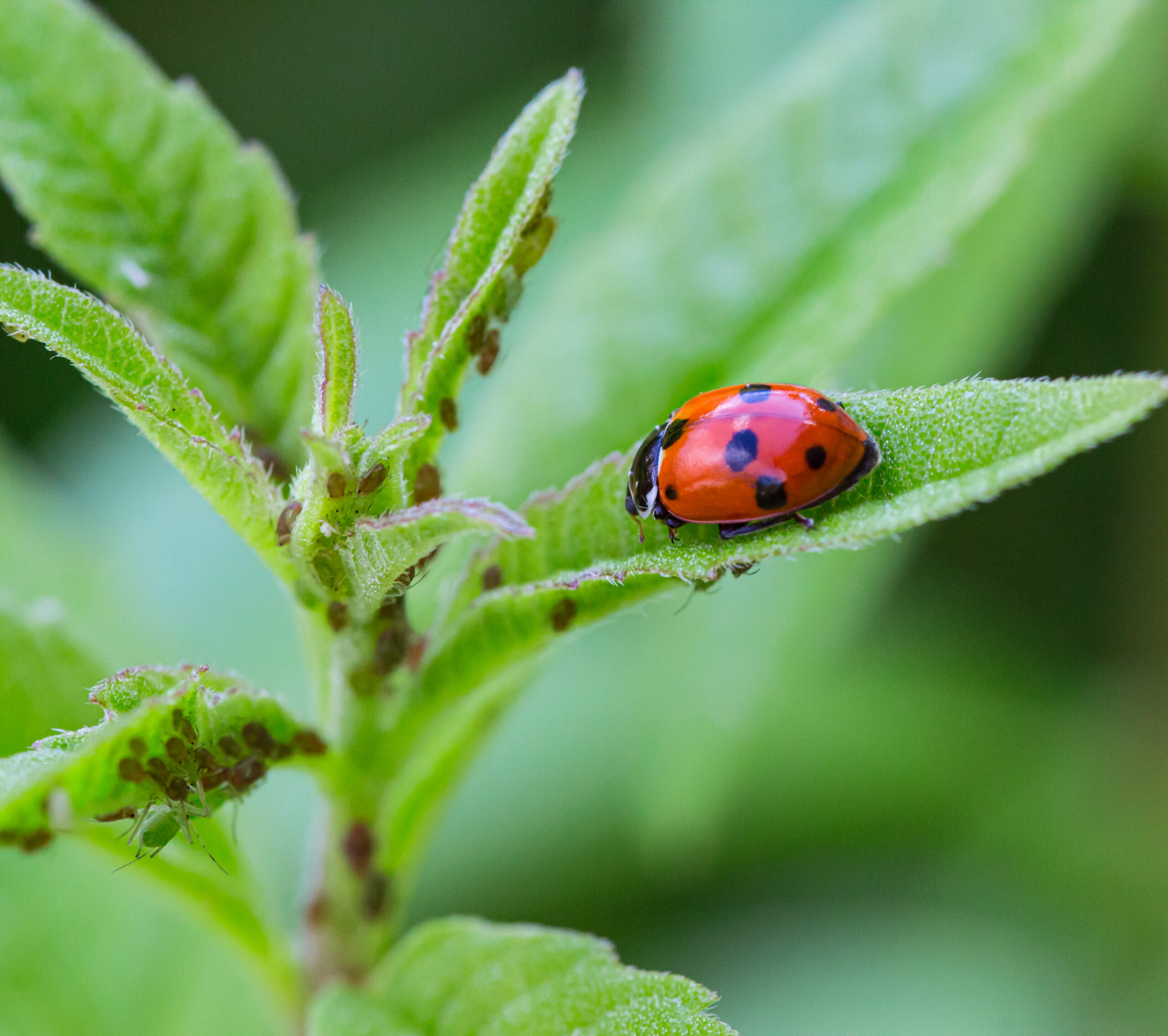 Coccinelle sur une feuille