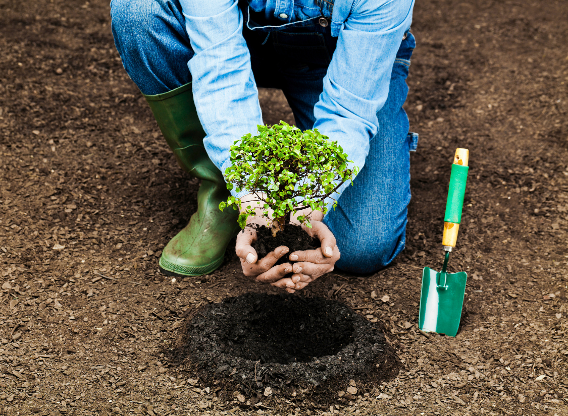 Arbre à planter publicitaire avec votre marquage 