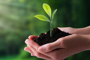 Une bouture de plante qui pousse dans les mains d'une personne