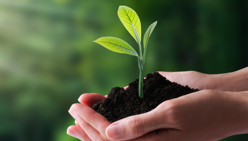 Une bouture de plante qui pousse dans les mains d'une personne