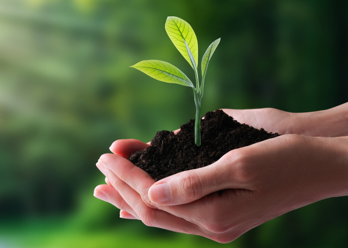 Une bouture de plante qui pousse dans les mains d'une personne